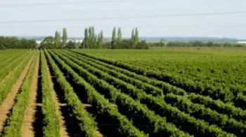 Tejo Wine Region