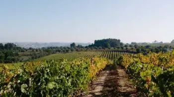 Dão Wine Region