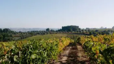 Dão Wine Region