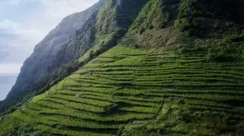Azores Wine Region