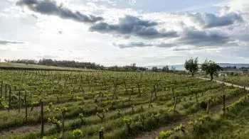 Algarve Wine Region