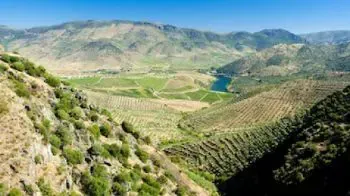 Trás-os-Montes Wine Region