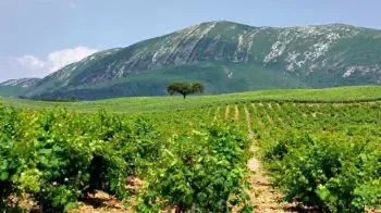 Setúbal Peninsula Wine Region
