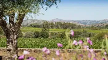 Beira Interior Wine Region