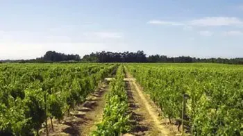 Bairrada Wine Region
