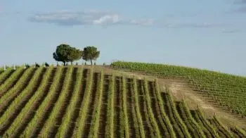 Alentejo Wine Region
