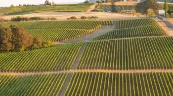 Wines from USA