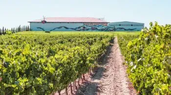 Wines from Spain