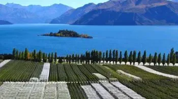 Wines from New Zealand