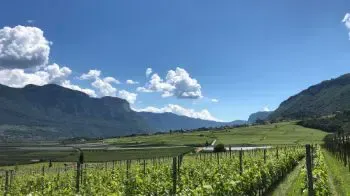 Wines from Italy