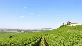 Wines from France