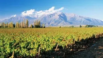 Wines from Chile