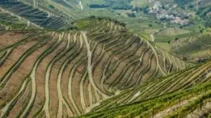 Wines from Portugal