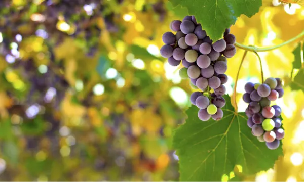 Red Variety Grapes