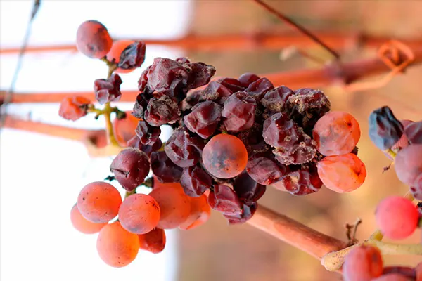 Late Harvest Grapes