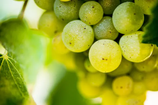 White Variety Grapes