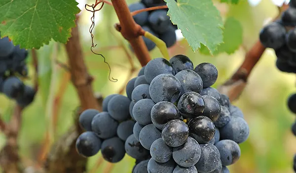 Red Variety Grapes
