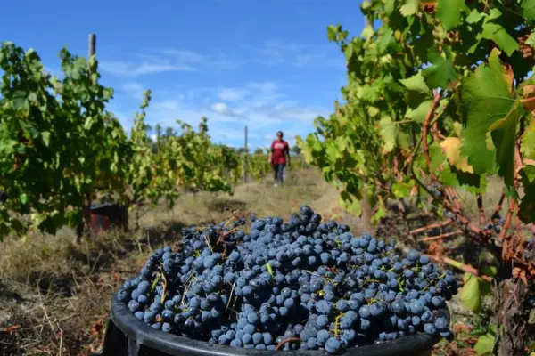 Red Variety Grapes