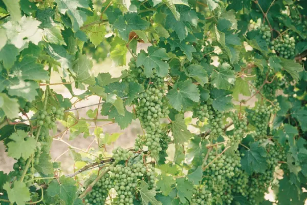 White Variety Grapes