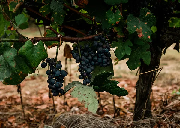 Vino de Portugal