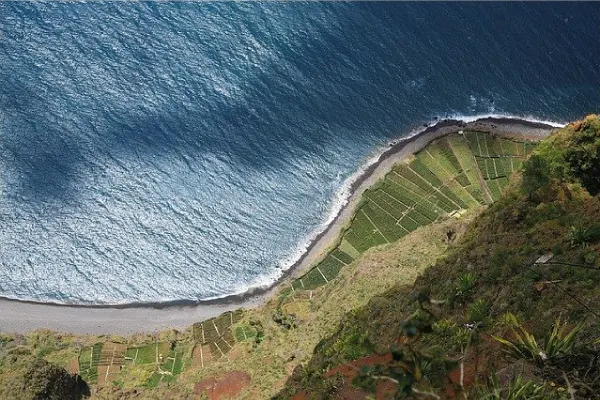 Madeira Wine
