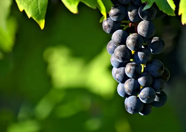 Red Wine
