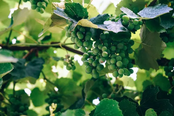 White Grape Variety